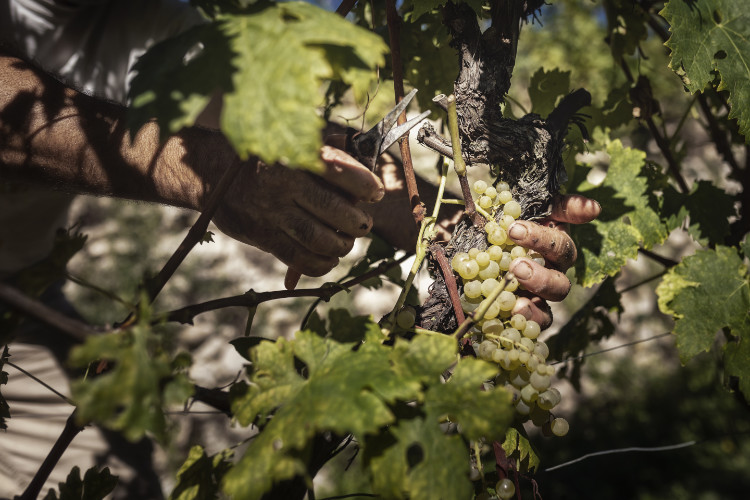 prodotti tipici Liguri