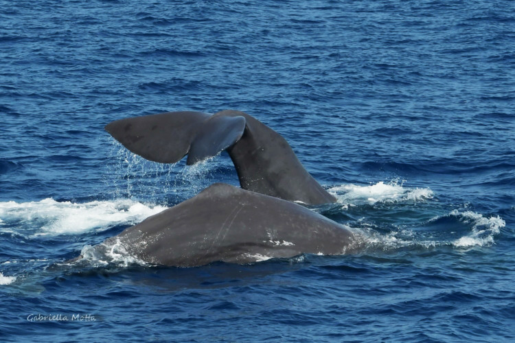 Balene Santuario dei cetacei